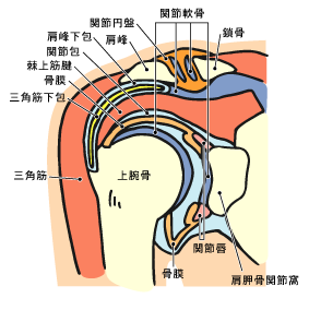 肩