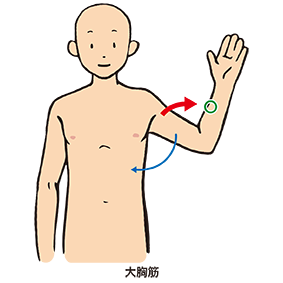 大胸筋の筋力テスト